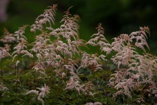 Astilbe Siegfried
