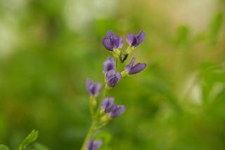 Baptisia Australis