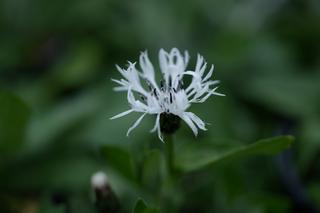 Centaurea Caerulea X Ossaea
