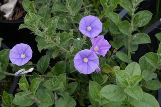 Convolvulus Mauritanicus