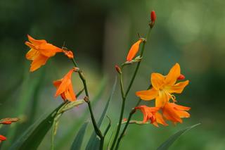 Crocosmia Star Of The East