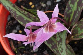 Erythronium Dens-canis