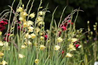 Gladiolus Papilio Soft Yellow