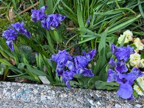 Iris Beareded Dwarf Blue