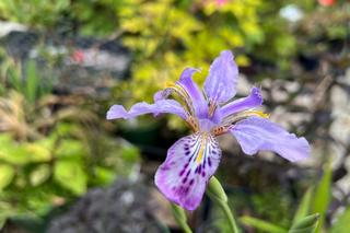 Iris Milesii