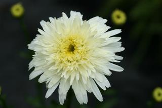 Leucanthemum Superbum Cobbham Gold
