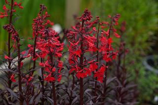 Lobelia Cardinalis