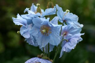 Meconopsis Blue