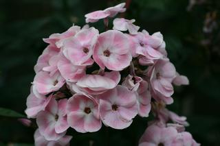 Phlox Pan. Mother Of Pearl