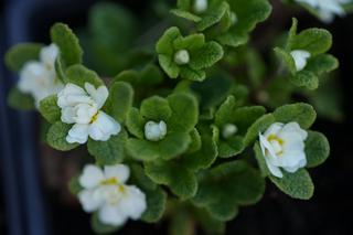 Primula Dawn Ansell