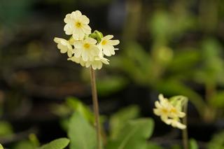 Primula Elator