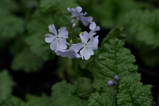 Primula Siebolbii