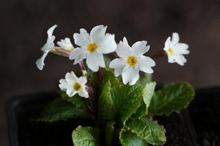 Primula The Bride
