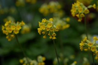 Primula Veris 