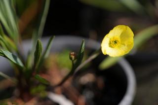 Ranunculus X  Moonlight