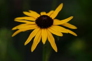 Rudbeckia Fulgida