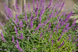 Salvia Leucantha
