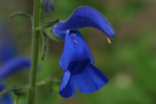 Salvia Patens Cambridge Blue
