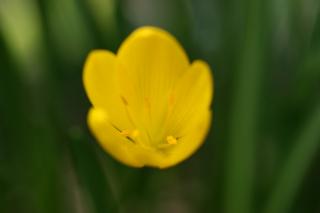 Sternbergia Lutea