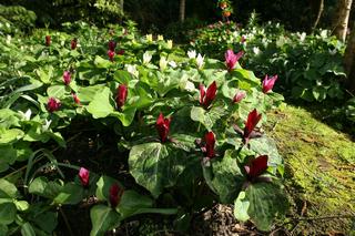 Trillium Chloropetalum