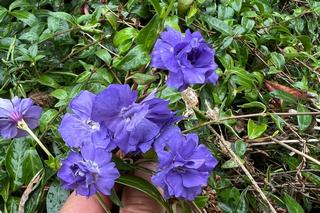 Vinca Minor Azurea Flore Pleno