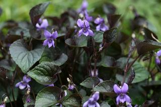 Viola Labradorica