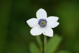 Anemone Rivularis
