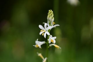 Anthericum Lilago