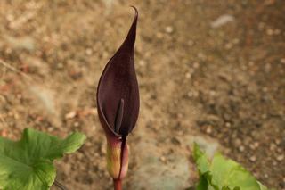Arum Purpureospathum