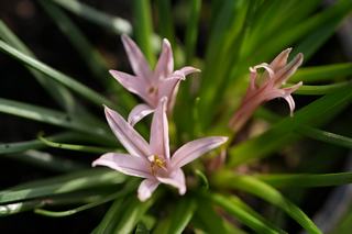 Asphodelus Acaulis