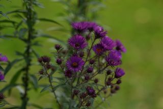 Aster Novae Angliae Purple