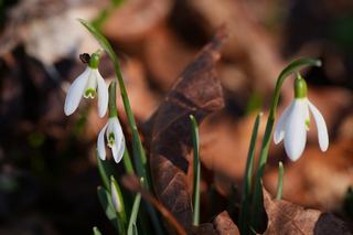 Galanthus Nivalis