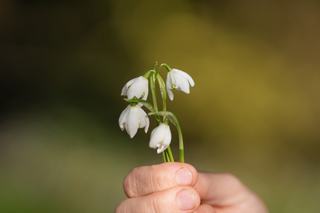 Galanthus Nivalis Flora Plena