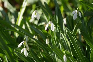 Galanthus Plicatus