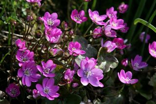 Hepatica Pink