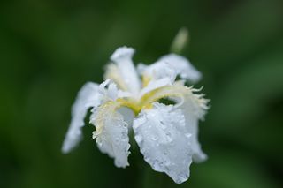 Iris Tectorum White