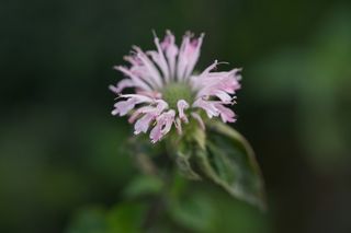 Monarda Fistulosa