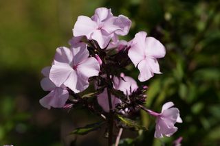 Phlox Pan. Pink Gown