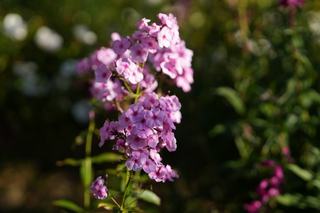 Phlox Pan. Sir John Falstaff