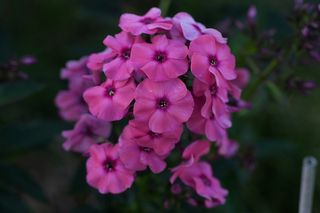 Phlox Paniculata Windsor