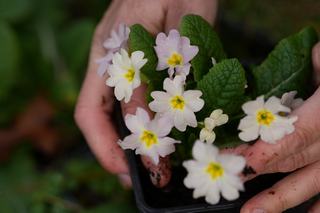 Primula Vulgaris Soft Pink