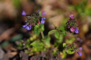 Pulmonaria Raspberry Splash