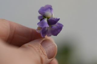 Violet Parma Double Blue
